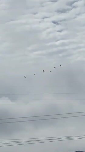 Birds and Basketball Fan Captured in Ikorodu Morning Moments