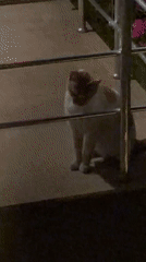 Cats holding down the night in Bodrum