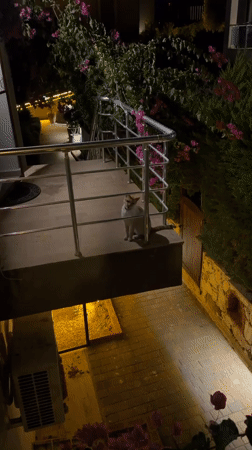 Cats holding down the night in Bodrum