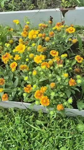 The video shows a close-up, slightly shaky, outdoor shot of a flowerbed filled with blooming yellow and orange flowers, likely Gaillardia. Several butterflies and at least one bee are visible on the flowers, appearing to be pollinating them. The flowerbed is bordered by a white, wooden structure on the left and a patch of green grass in the foreground. The lighting suggests it is a sunny day.