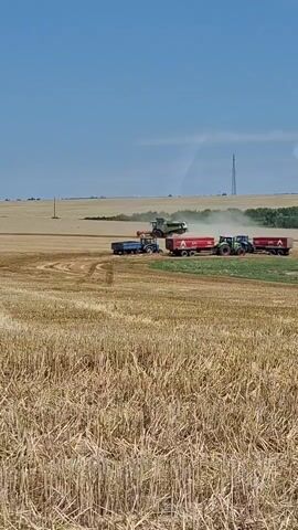 A combine harvester is operating in a harvested wheat field, kicking up dust. Several tractors with trailers are positioned nearby, appearing to be waiting to receive the harvested grain. The sky is clear and blue, and the overall scene depicts agricultural activity.