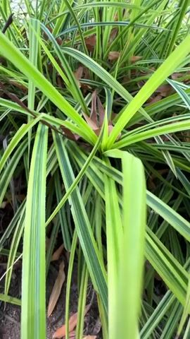 This is a close-up video of a clump of ornamental grass with variegated green and yellow leaves. The camera is held low and moves slowly upwards, revealing more of the dense foliage and some dried leaves on the ground. In the background, out of focus, are tall trees and a building with a red roof. The scene is outdoors on a bright, sunny day. There are no people or animals visible, and no actions or interactions are taking place.