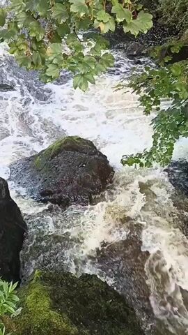 The video shows a close-up, overhead view of a rocky riverbed with water flowing over rocks. Green leaves and branches overhang the top of the frame. The water is turbulent and foamy as it flows over the rocks. The overall scene is natural and somewhat wild.