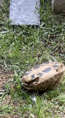 Turtle found struggling on back in Budva, Montenegro