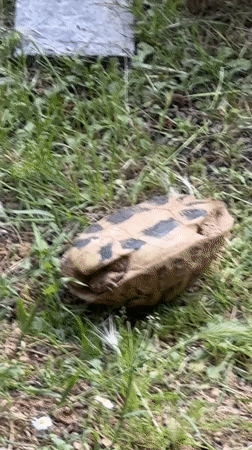 Turtle found struggling on back in Budva, Montenegro