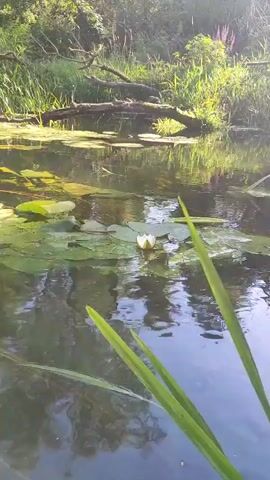 The video shows a body of water with lily pads and a single white lily. The water is calm and reflects the surrounding greenery. A fallen log lies across the water in the background. Tall grass and trees line the bank. The lighting suggests it is daytime, with sunlight illuminating the scene. There are no people or animals visible.