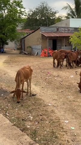 The video shows a herd of light brown cows grazing in a dry, dusty field. A few small buildings are in the background, including a brick structure with a rusty roof. There are also some trees and a wire fence visible. The sky is overcast. The cows are mostly clustered together, moving slowly and eating what little vegetation is available. The ground is littered with small pieces of debris and dry leaves. A few of the cows have calves with them.