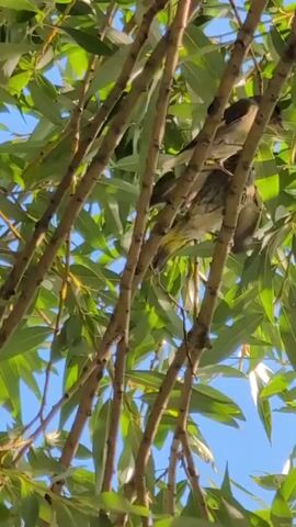 The video captures a close-up view of a bird perched on branches amidst lush green leaves. The bird, predominantly brown and white with hints of yellow, is positioned in the center of the frame, partially obscured by the branches and foliage. Its beak is slightly open, and its wings are drooped. The background shows a clear blue sky, indicating an outdoor setting. The camera angle is upward, looking through the branches towards the sky.
