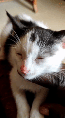 Kitten sleeps peacefully in lap in Jos, Nigeria