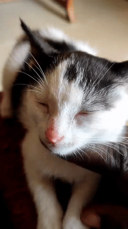 Kitten sleeps peacefully in lap in Jos, Nigeria