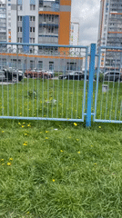 Spring street scenes documented in Russia with dandelions and flags