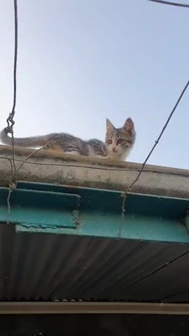 A kitten is lying on a roof. The kitten is gray and white. The kitten is looking at the camera. The sky is blue. There are wires above the kitten.