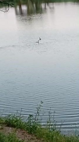 A serene shot of a tranquil body of water, likely a lake or pond, showcases nature's calm beauty. The water's surface is a mosaic of gentle ripples, reflecting the muted tones of an overcast sky and the blurry outlines of distant trees. In the foreground, a strip of lush green grass and some soil mark the edge of the water. The main subject of the video is a lone bird, perched calmly on the water's surface, its silhouette sharp against the soft background. As the video progresses, a second bird appears, joining its companion. The two birds swim together, their movements creating subtle disturbances on the water's surface. The scene is devoid of human presence, emphasizing the peaceful coexistence of wildlife and nature. The overall atmosphere is one of tranquility and natural harmony.