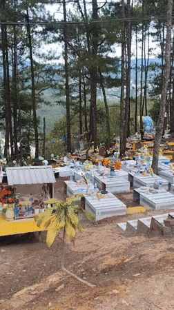 Decorated hillside cemetery documented in Vietnamese pine forest