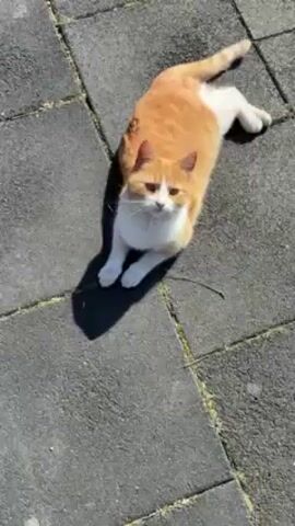 An orange and white cat is lying on grey pavement made of interlocking tiles. Someone calls the cat by making a "psst psst psst" sound. The cat lifts its head, meows, and walks toward the sound. The cat then meows again, looking up. Its shadow is visible on the pavement.