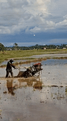 Farmer works flooded rice paddy in Indonesia morning