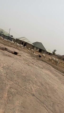 The video shows a large herd of white cattle moving across a dry, rocky landscape. In the background are several buildings, some with green roofs and solar panels, indicating a settled area. The cattle are moving from left to right in the frame, and a couple of them are black. The terrain is a large, sloping rock formation with several smaller rocks scattered around. The sky is overcast.