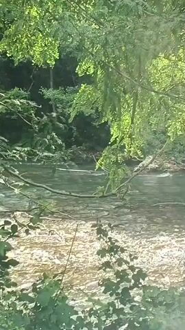 The media file shows a view of a river flowing through a lush, green forest. The water is clear and shallow, with sunlight shimmering on its surface, indicating it's daytime, likely late morning or afternoon given the brightness. Overhanging branches and dense foliage from trees line the banks of the river, creating a natural canopy that casts dappled shadows. The trees appear to be deciduous, with vibrant green leaves, suggesting a warm season, possibly spring or summer.

The scene is tranquil and serene, evoking a sense of peace and natural beauty. There are no people or man-made objects visible, emphasizing the untouched and wild character of the location. The riverbed appears to be rocky, with the rocks visible through the clear water. The overall impression is one of a secluded natural haven, a quiet spot where one might enjoy the sounds and sights of nature.

There is no visible text in the media file. The time of day is suggested by the bright sunlight. The weather appears to be fair and sunny. The location is a natural environment with a river and dense forestation. The emotional tone conveyed is one of peace, tranquility, and natural beauty.