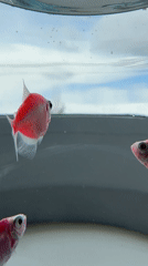Bright pink GloFish captured swimming in home aquarium bowl