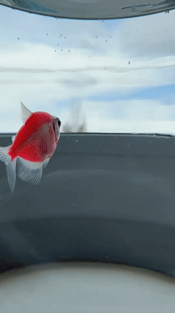 Bright pink GloFish captured swimming in home aquarium bowl
