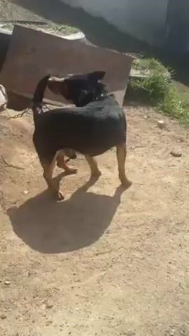 The video shows a medium-sized dog with a short, black coat and tan markings on its legs and face. The dog is standing on a dirt surface under bright sunlight. It is wearing a collar and is leashed. In the background, there's a sheet of metal and some green vegetation.  The dog is alert and looking around.
