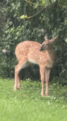 Young deer spotted in a grassy Pittsburgh backyard setting