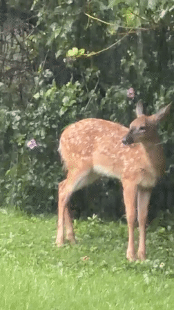Young deer spotted in a grassy Pittsburgh backyard setting