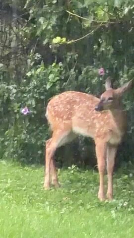 A fawn stands in a grassy area with bushes and some small pink flowers in the background. The fawn is facing to the right and is looking slightly away from the camera. Its coat is light brown with white spots. The grass is green, and the bushes are leafy and green. The lighting suggests it is daytime, possibly overcast. The video is short and does not show any movement from the fawn or any other actions.
