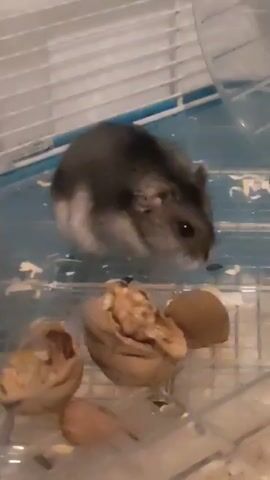 A small, gray and white hamster is in a cage with bedding and what appears to be a walnut. The hamster is in the center of the frame, looking down towards the walnut. The cage has white bars and a clear plastic base.