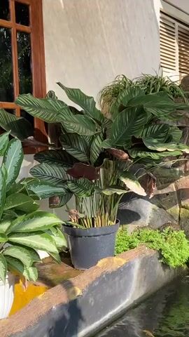 A close-up video showcases a potted plant with large, variegated green and white leaves next to a decorative waterfall. The plant is in a black pot and is positioned on a ledge overlooking a dark body of water, likely a pond or water feature. Several koi fish are visible swimming in the water below. The waterfall cascades over moss-covered rocks, creating a serene, natural setting. Sunlight illuminates the scene, highlighting the lush greenery and the movement of the water.