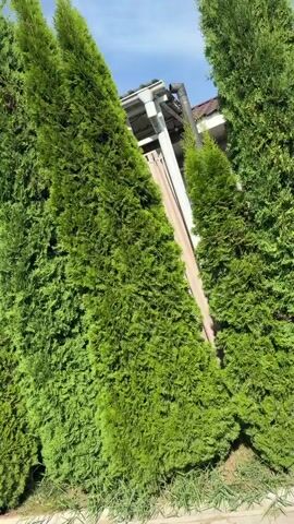 The video shows a view of a row of tall, green coniferous trees bordering a paved walkway. The trees are dense and form a natural screen. In the background, parts of a building with a tiled roof are visible. The sky is blue with scattered white clouds. The camera pans to reveal a pathway made of interlocking paving stones. Further along the path, a white car is driving away from the camera. A few people are walking in the distance near the car. The environment appears to be outdoors, possibly in a residential area or park, with more trees and foliage visible. The lighting suggests it is daytime.