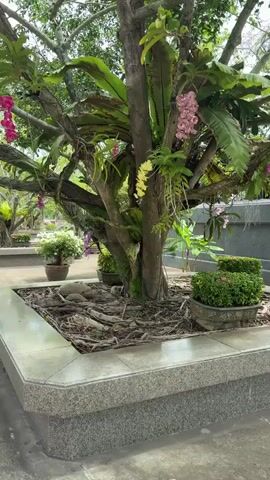 A video captures an outdoor scene dominated by a large tree adorned with various plants, including orchids. The tree has a thick trunk and numerous branches, with exposed roots visible at its base. The surrounding area is paved with light-colored tiles, and a low stone wall encloses the tree. To the right of the tree, there are two potted plants with lush green foliage. In the background, more trees with green leaves create a dense canopy, and a dark stone structure is partially visible. The lighting suggests it is daytime, with soft, diffused light filtering through the leaves. The camera appears to be positioned at a medium height, looking up at the tree.