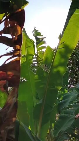 The video shows a close-up of banana leaves, with some leaves appearing dry and brown on the left side, and vibrant green leaves on the right. The camera is positioned looking upwards, with the sky visible in the background. Sunlight filters through the leaves, creating shadows. The scene appears to be outdoors, possibly in a garden or a plantation. There are no people or animals visible in the video. The footage is still, with no movement other than the slight rustling of leaves that may be caused by wind.