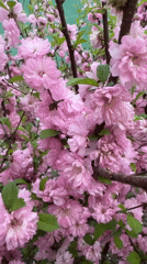Spring moments captured in Bira: blossoms, cat, evergreens