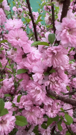 Spring moments captured in Bira: blossoms, cat, evergreens