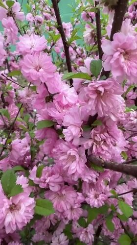Spring moments captured in Bira: blossoms, cat, evergreens