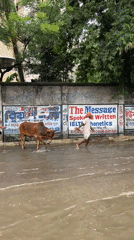 Dhaka residents navigate flooded streets with cattle, vehicles during flooding