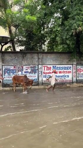 Dhaka residents navigate flooded streets with cattle, vehicles during flooding