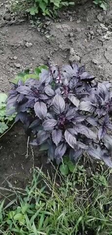 The video shows a close-up, top-down view of a small garden plot. The soil is dark and appears to be loose and somewhat uneven. In the foreground and center of the frame, a bushy plant with deep purple leaves and small white flowers is prominently displayed. This plant is basil, likely a variety such as 'Osmin' or 'Dark Opal'. To the left of the purple basil, there is a plant with large, lobed green leaves. This appears to be a young watermelon vine. The camera slowly pans slightly to the left, revealing more of the green-leaved plant. The background consists of more dark soil and some sparse, dry grass and weeds. The lighting suggests an outdoor setting, possibly on a slightly overcast day. There are no people or animals visible in the video.