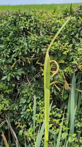 The video shows a close-up of a plant with long green leaves and a pale green bud-like structure. Behind the plant is a dense green hedge. The lighting is natural, suggesting an outdoor setting. The camera appears to be slightly moving.