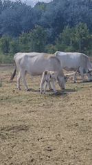 Hungarian Grey cattle herd with calves in Keszthely pasture