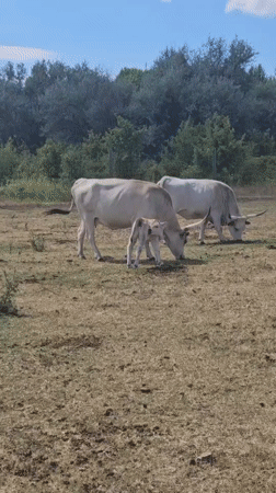 Hungarian Grey cattle herd with calves in Keszthely pasture