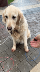Golden retriever sits on brick walkway during morning treat time