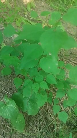 The video displays a close-up view of green foliage and the ground. The leaves are varied in size and shape, with some showing lighter green markings. The ground appears to be composed of soil, small stones, and dry grass. The lighting suggests it is daytime.