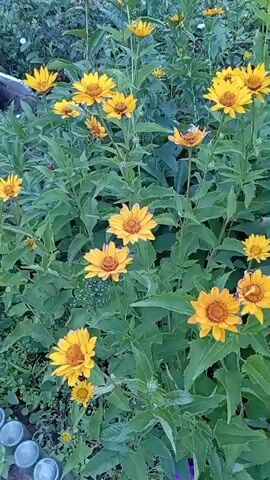 The video shows a close-up view of a dense cluster of tall yellow flowers with dark centers, surrounded by lush green foliage. The flowers are in various stages of bloom, with some fully open and others still budding. The camera pans slowly across the plants, revealing the texture of the petals and the delicate structure of the stems. In the background, a blurred green fence can be seen. The lighting is natural and soft, suggesting an outdoor setting, possibly a garden or a field. The overall impression is one of natural beauty and abundance.