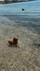 Dogs hit the Black Sea beach in Ravda and Aheloy