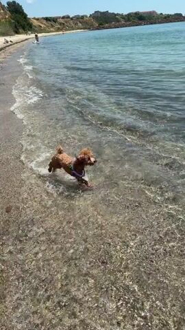 A small, light brown dog with curly fur is wading in the shallow, clear water at the edge of a beach. The dog is facing away from the camera, towards the sea. Its tail is wagging, and it appears to be enjoying itself, splashing through the water. The beach has a sandy and pebbly shore. In the background, there is a stretch of coastline with a gentle slope covered in green vegetation and some buildings visible on the hilltops. The sea is calm with small waves lapping at the shore, and the water is a beautiful turquoise color. The sky is a clear blue with a few wispy white clouds. The overall scene suggests a bright, sunny day, likely in the late morning or early afternoon, given the clear, strong light. There are a few other people visible in the distance along the beach, suggesting it's a public area. The setting is a coastal location, specifically identified as Aheloy, Bulgaria. The dog's playful demeanor and the tranquil natural surroundings evoke a feeling of joy and relaxation. There is no visible text in the media file.