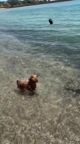 Dogs hit the Black Sea beach in Ravda and Aheloy