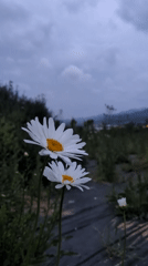 Rural scenes documented in Iwon, South Korea spring morning