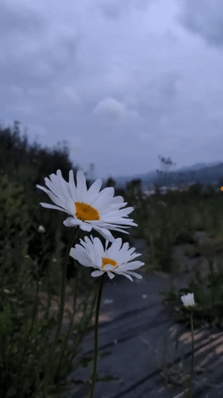 Rural scenes documented in Iwon, South Korea spring morning